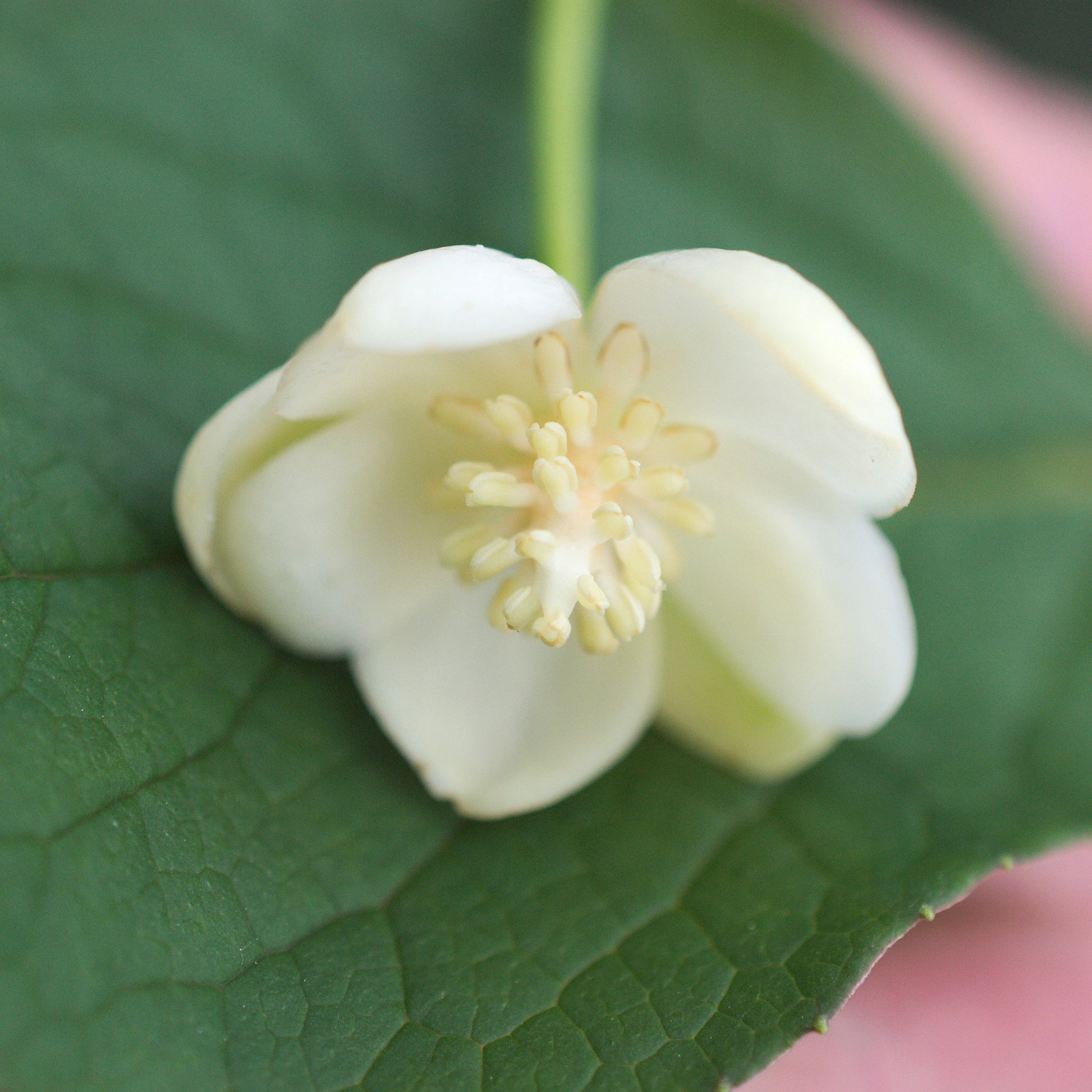 Schisandra grandiflora - Schisandra grandiflora - Bakker