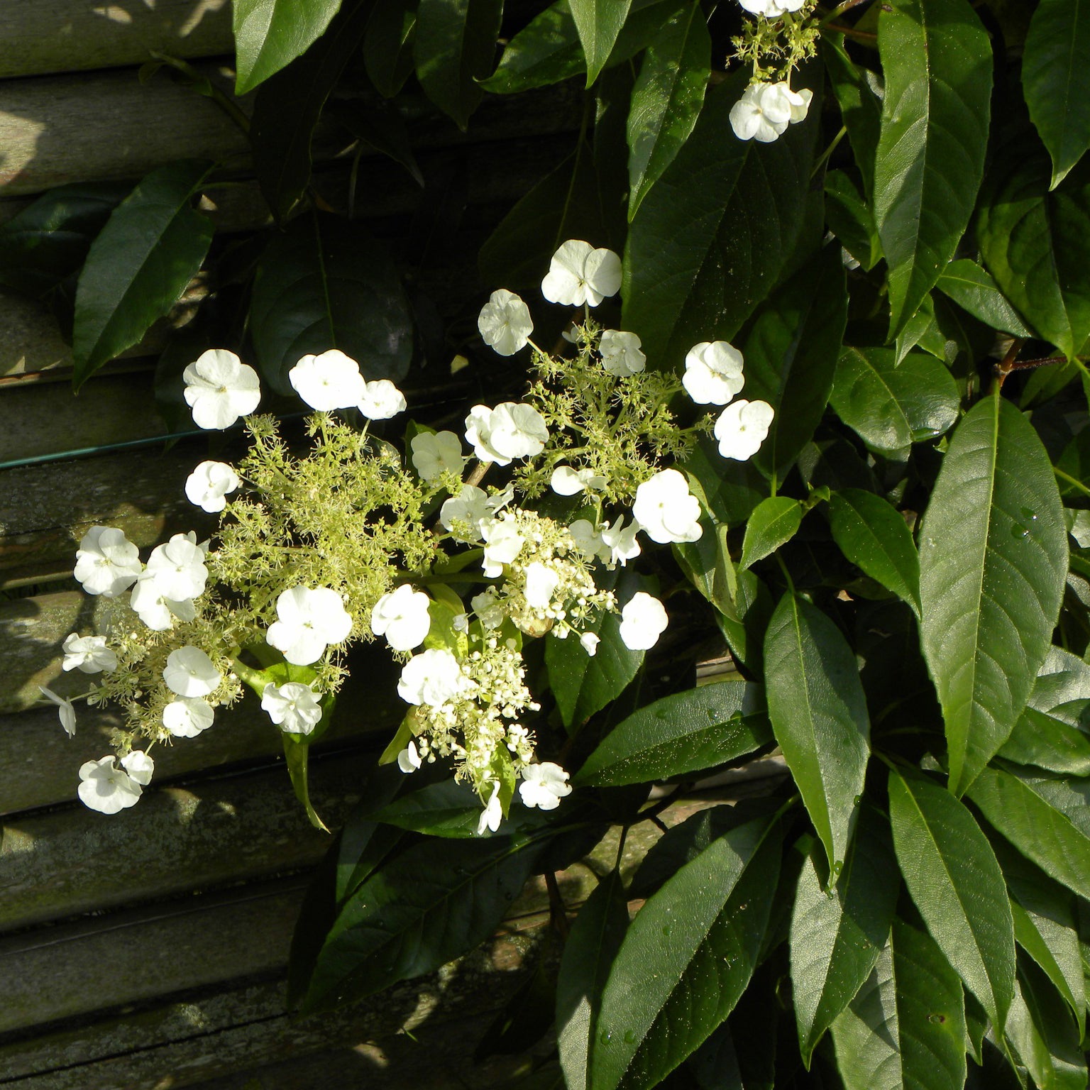 Klimhortensia Seemanii - Bakker