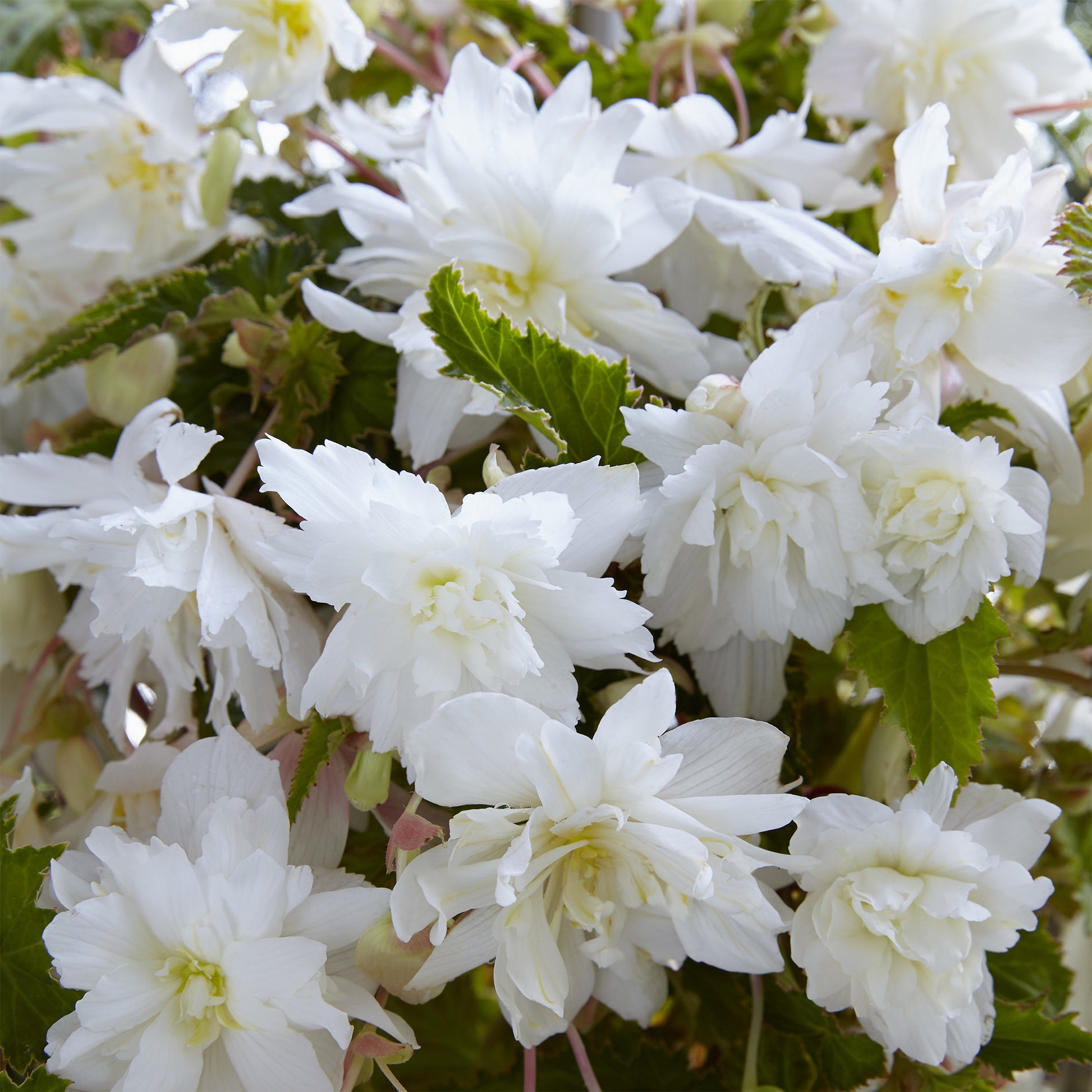 Hangende witte begonia's (x5) - Begonia pendula White - Bakker