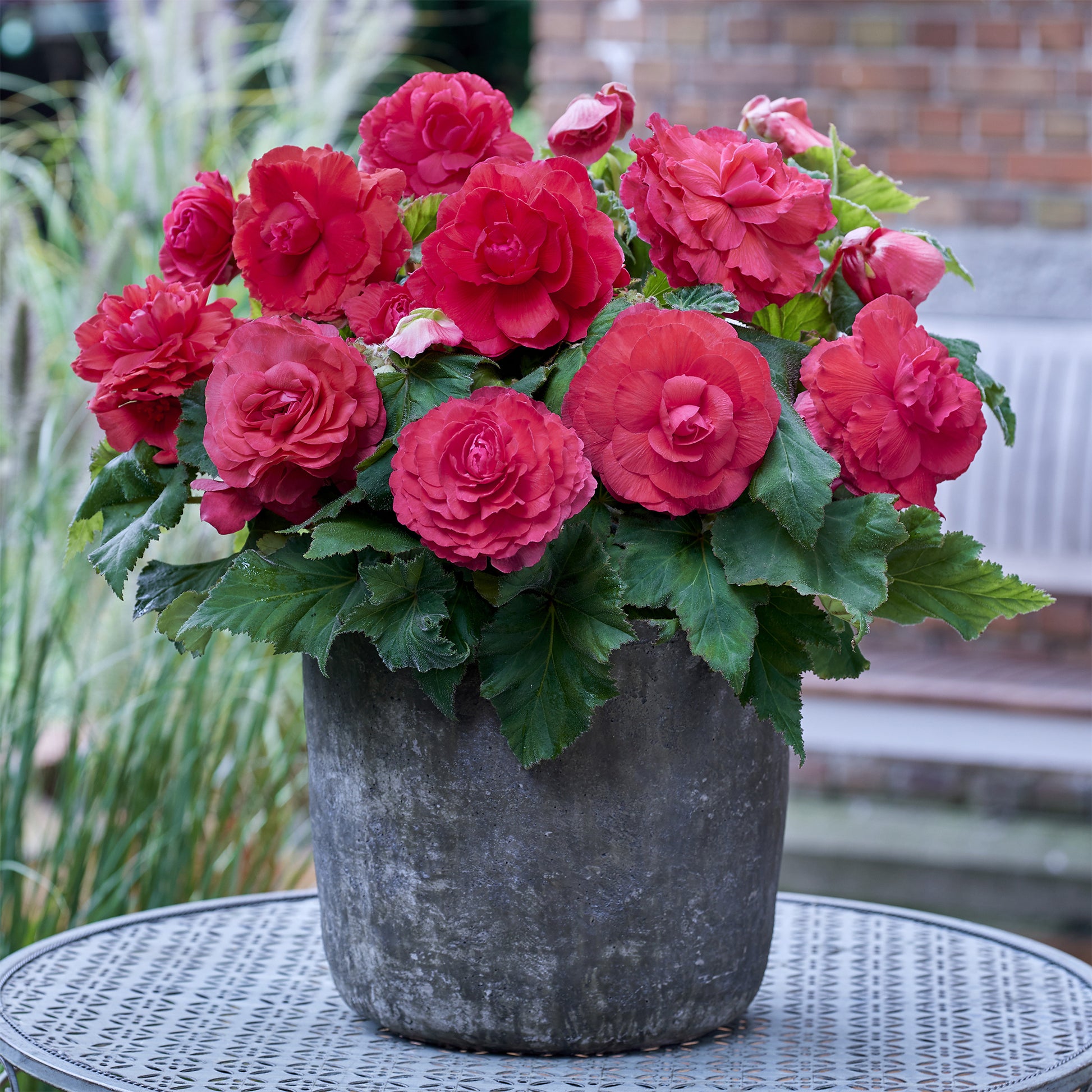 Dubbele roze begonia's (x5) - Begonia superba Pink - Bakker