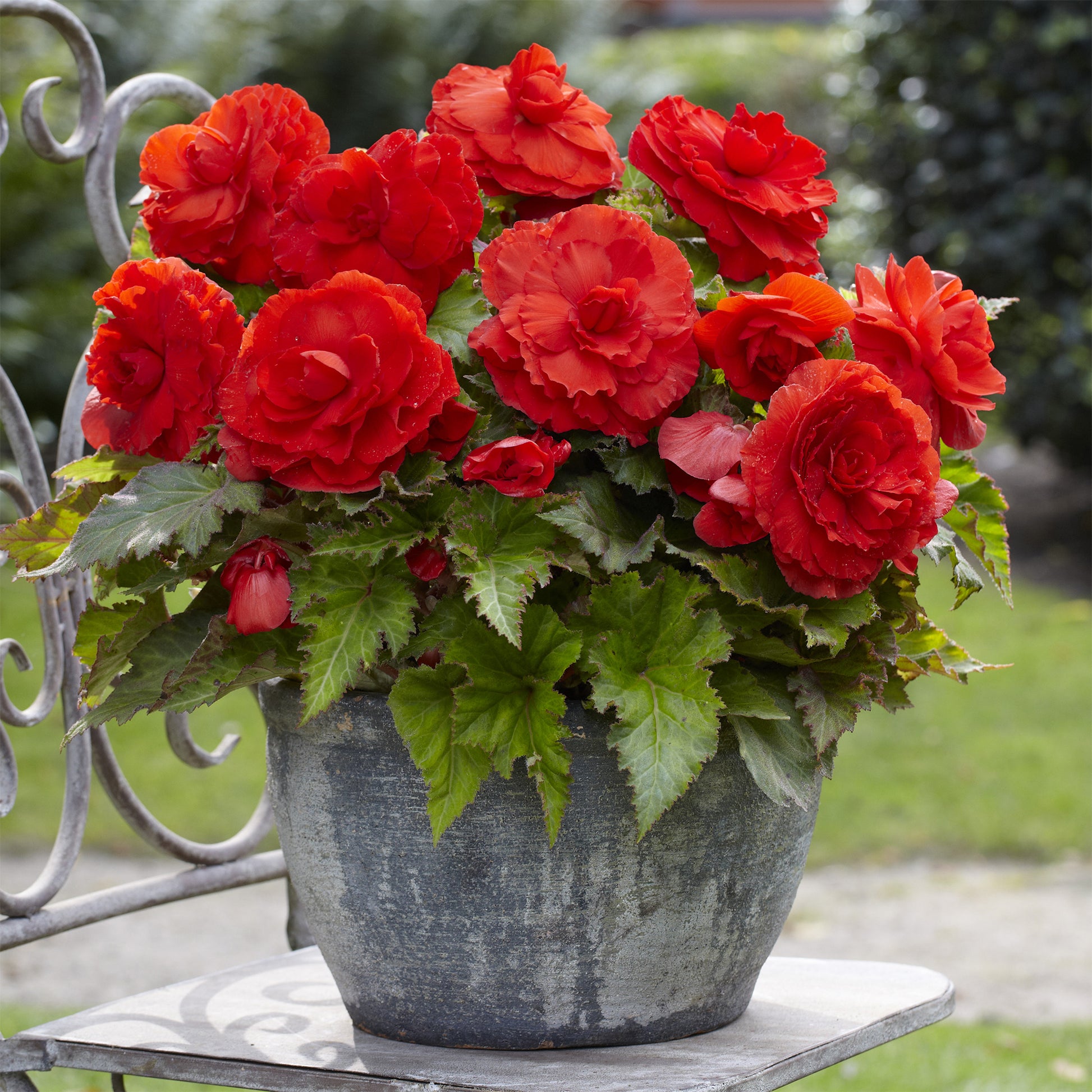 Dubbele rode begonia's (x5) - Begonia superba Red - Bakker