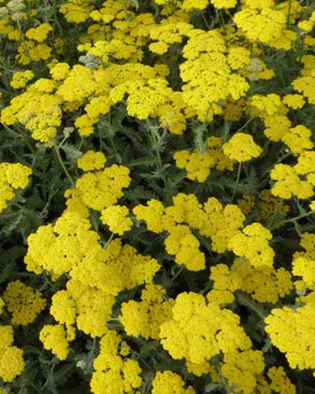 Duizendblad Moonshine - Achillea hybride moonshine - Tuinplanten