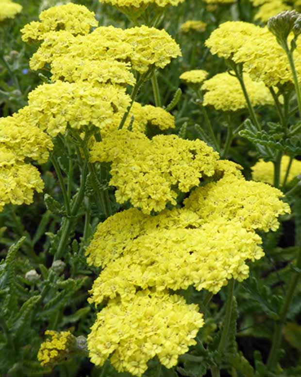 Duizendblad Taygetea - Achillea hybride taygetea - Tuinplanten