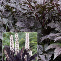 Christoffelkruid Black Negligée - Actaea simplex black negligee - Tuinplanten