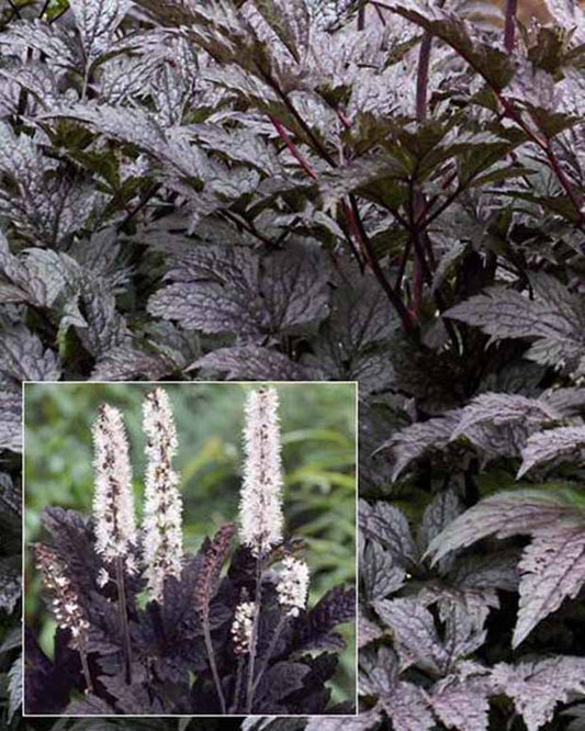 Christoffelkruid Black Negligée - Actaea simplex black negligee - Tuinplanten