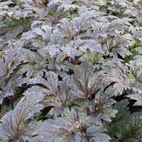 Christoffelkruid Carbonella - Actaea simplex carbonella - Type plant