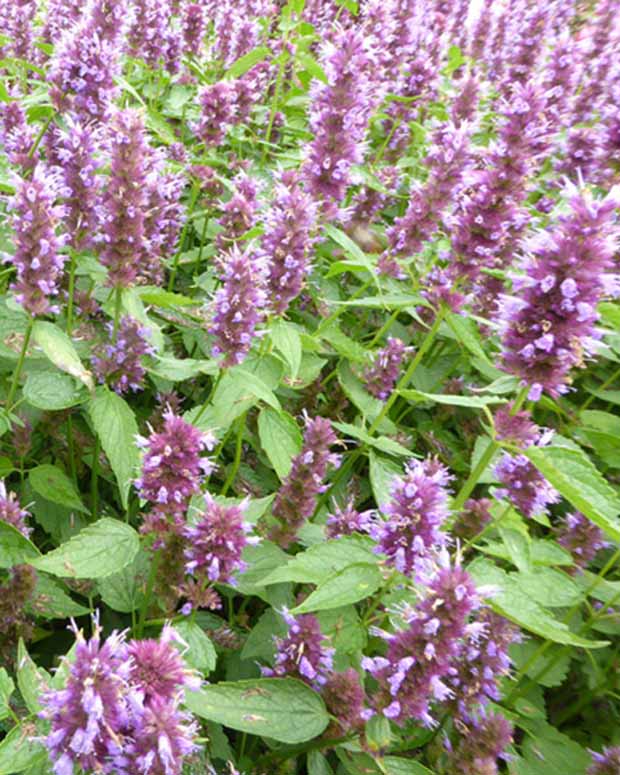 Anijsplant Beelicious Purple - Agastache agapd beelicious® purple - Tuinplanten