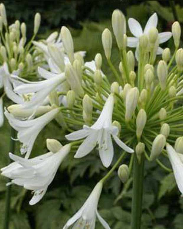 Afrikaanse lelie Headbourne White - Agapanthus headbourne white - Tuinplanten