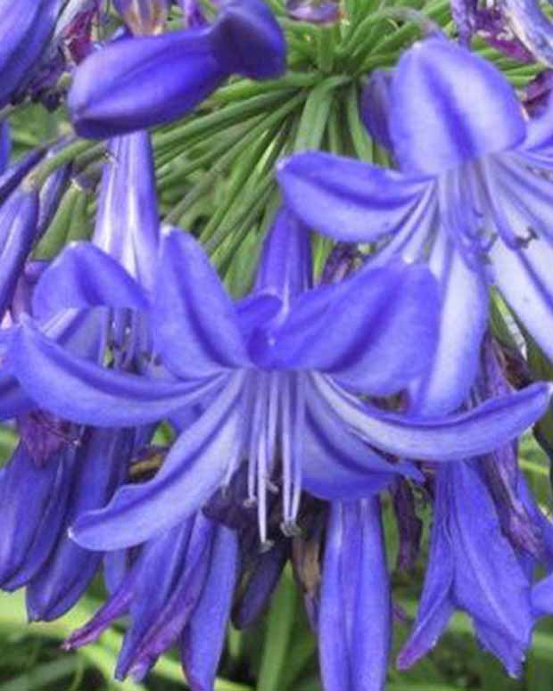 Afrikaanse lelie Northern Star - Agapanthus northern star - Tuinplanten