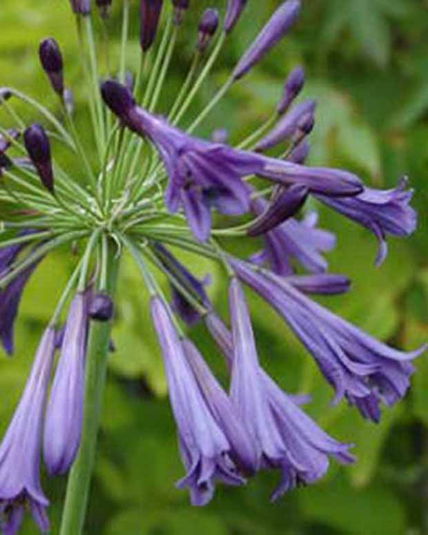 Afrikaanse lelie Purple Cloud - Agapanthus purple cloud - Tuinplanten