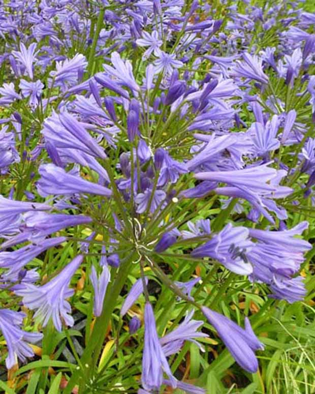 Afrikaanse lelie Tornado - Agapanthus tornado - Vaste planten