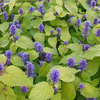 Anijsplant Golden Jubilee - Agastache rugosa golden jubilee - Tuinplanten