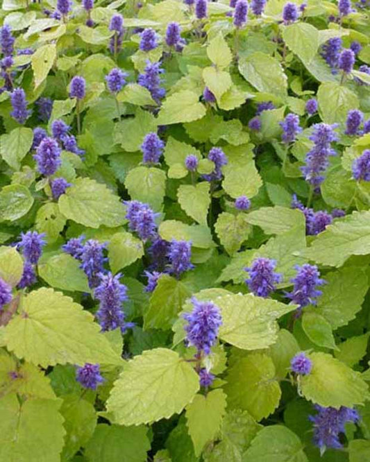 Anijsplant Golden Jubilee - Agastache rugosa golden jubilee - Tuinplanten