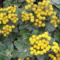 Knoopjeskruid Bengo Gold - Ajania bellania bengo gold - Tuinplanten