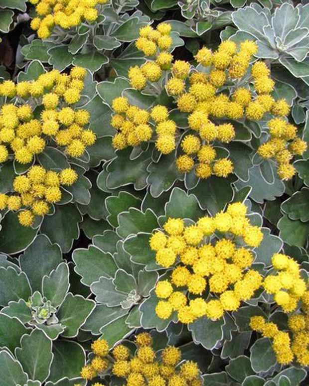 Knoopjeskruid Bengo Gold - Ajania bellania bengo gold - Tuinplanten