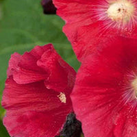 Stokroos Mars Magic - Alcea rosea mars magic - Tuinplanten