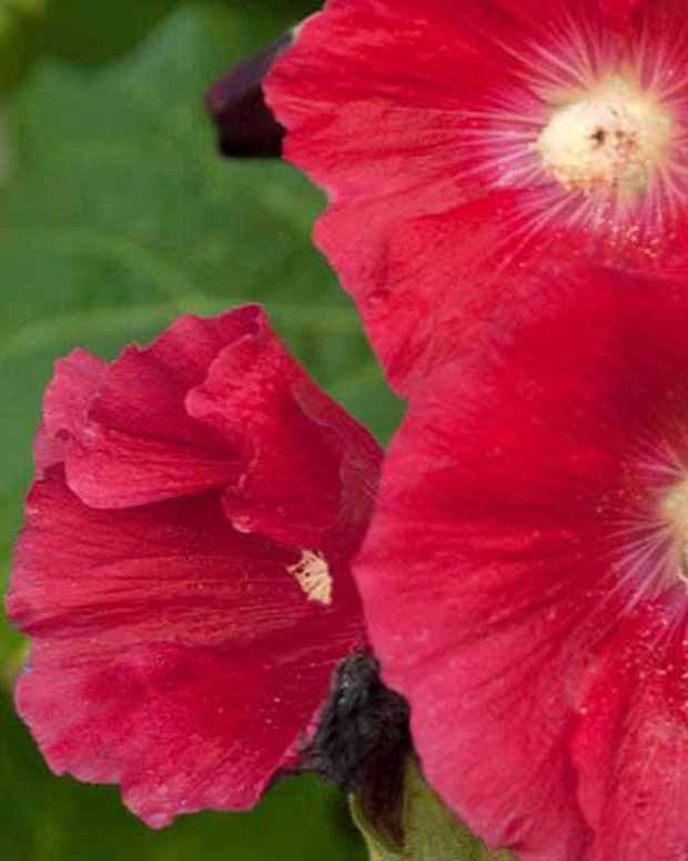 Stokroos Mars Magic - Alcea rosea mars magic - Vaste planten