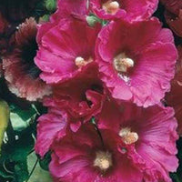 Stokroos Simplex Stokroos - Alcea rosea simplex - Vaste planten