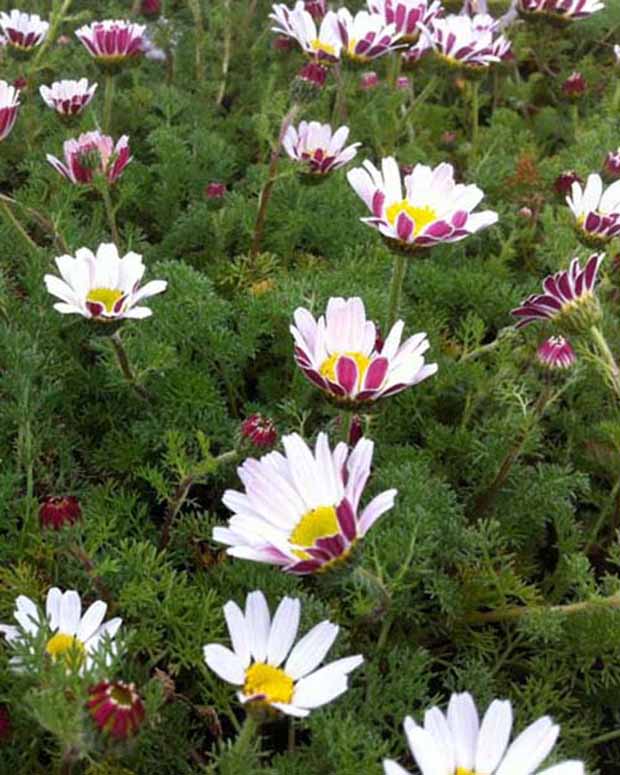 Marokkaanse kamille Depressus - Anacyclus pyrethrum var. depressus - Tuinplanten