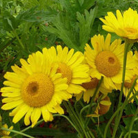 Rozenkransje Kelwayi - Anthemis x hybrida kelwayi - Tuinplanten