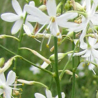 Graslelie - Anthericum ramosum - Tuinplanten