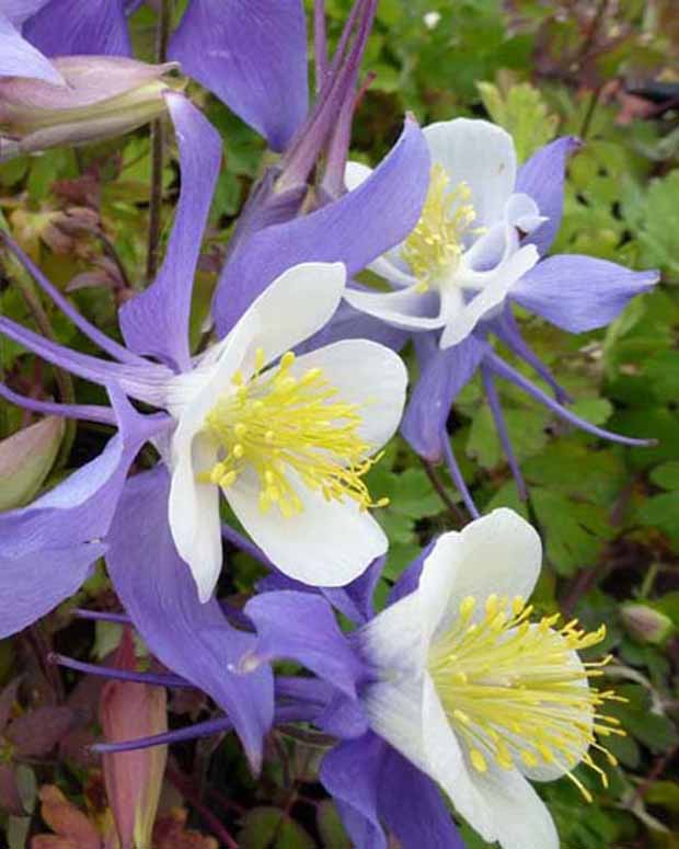 Akelei Mrs. M. Nicholls - Aquilegia mrs m. nicholls - Vaste planten