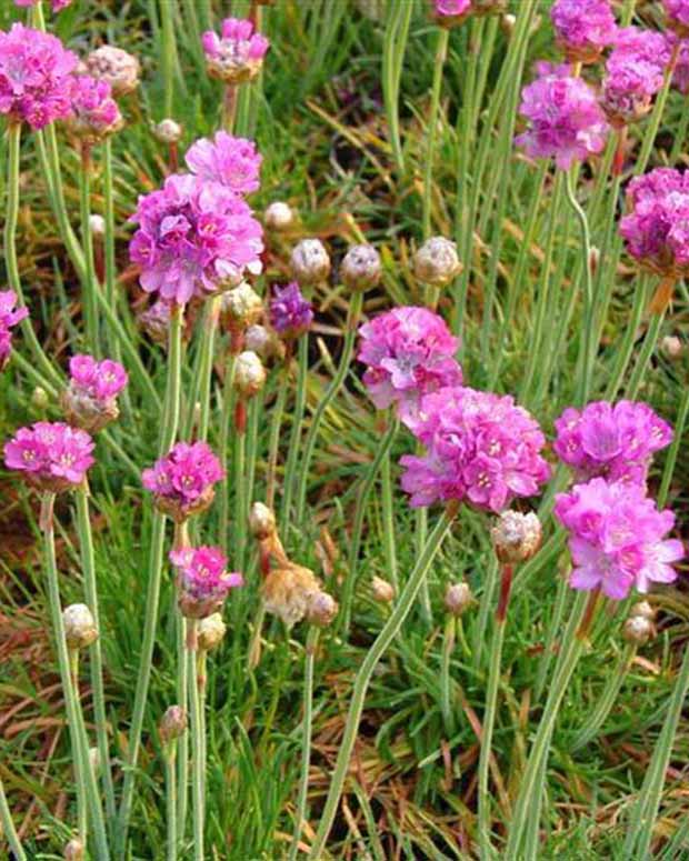 Engels gras Splendens Perfecta - Armeria maritima splendens perfecta - Vaste planten