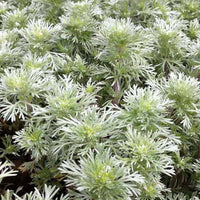 Alsem Nana - Artemisia schmidtiana nana - Tuinplanten