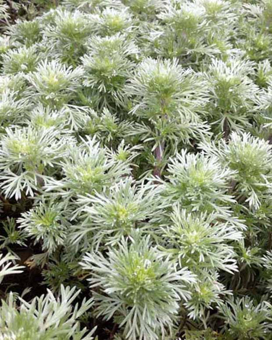 Alsem Nana - Artemisia schmidtiana nana - Tuinplanten