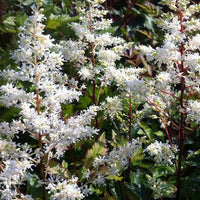 Pluimspirea Rock and Roll - Astilbe rock and roll - Tuinplanten