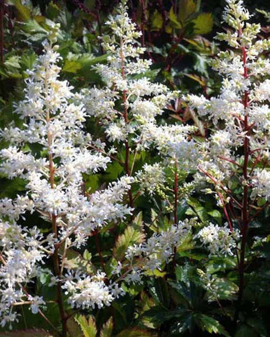 Pluimspirea Rock and Roll - Astilbe rock and roll - Tuinplanten