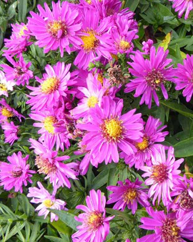 Aster Starlight - Aster novi-belgii starlight - Vaste planten