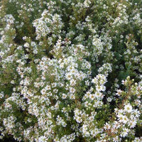 Aster Schneetanne - Aster ericoides schneetanne - Tuinplanten