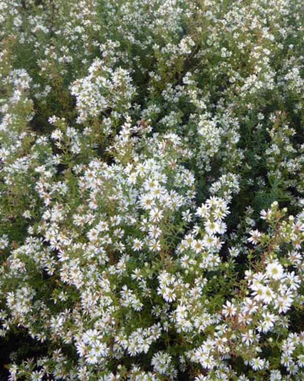 Aster Schneetanne - Aster ericoides schneetanne - Tuinplanten