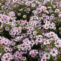 Aster Kylie - Aster kylie - Tuinplanten