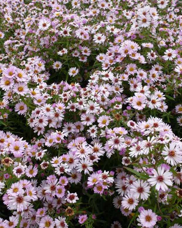 Aster Kylie - Aster kylie - Vaste planten