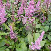 Pluimspirea Maggie Daley - Astilbe maggie daley - Tuinplanten