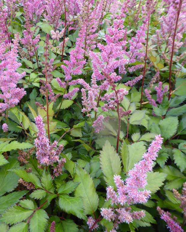 Pluimspirea Maggie Daley - Astilbe maggie daley - Vaste planten