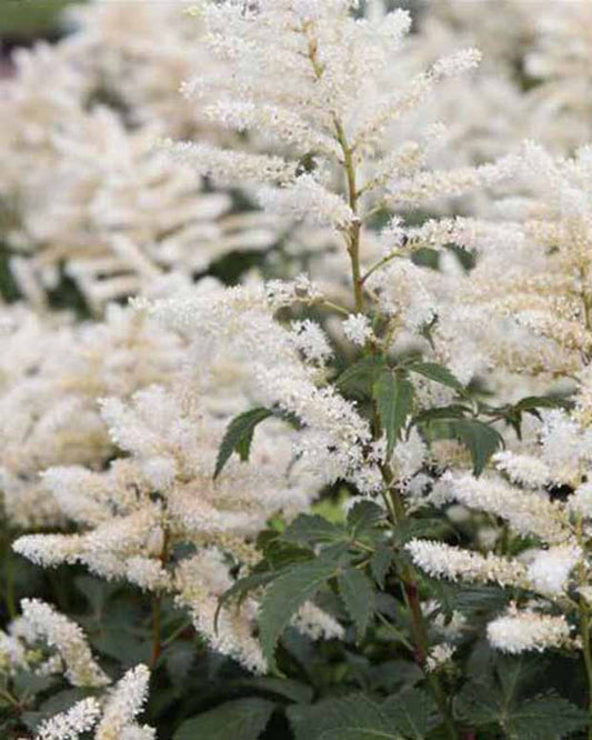 Pluimspirea Washington - Astilbe washington - Tuinplanten