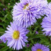 Aster Nouvelle-Belgique Marie Ballard - Aster novi-belgii marie ballard - Tuinplanten