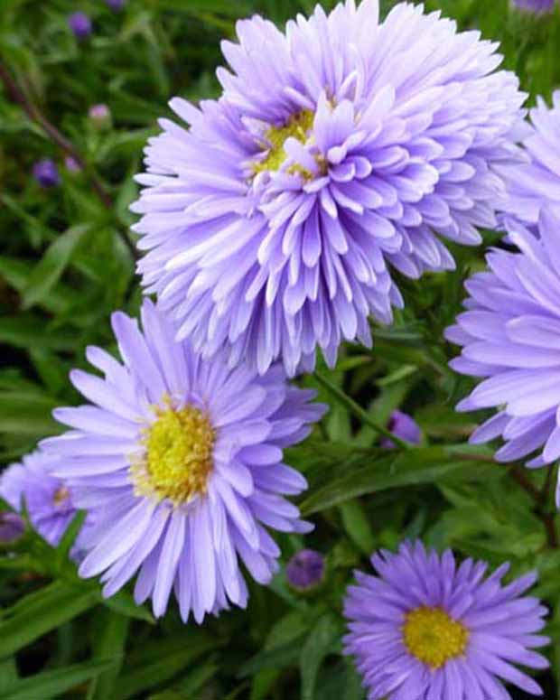 Aster Nouvelle-Belgique Marie Ballard - Aster novi-belgii marie ballard - Vaste planten