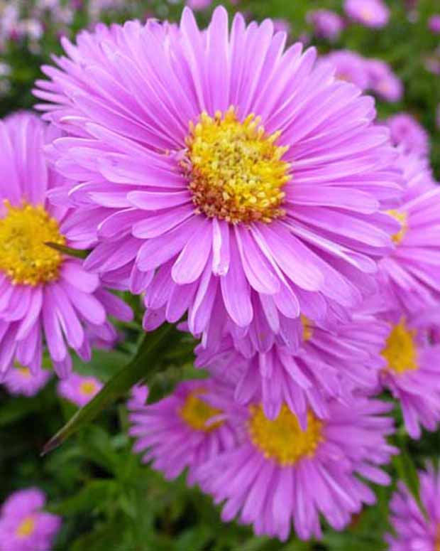 Aster Patricia Ballard - Aster novi-belgii patricia ballard - Tuinplanten