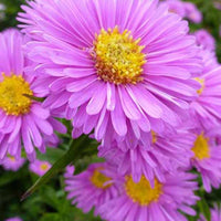 Aster Patricia Ballard - Aster novi-belgii patricia ballard - Vaste planten