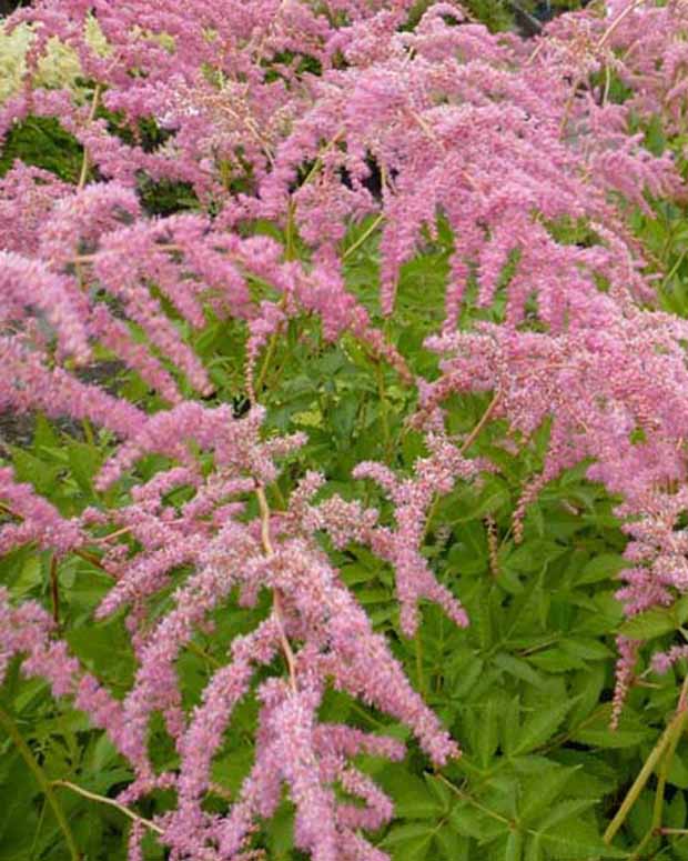 Pluimspirea Straussenfeder - Astilbe thunbergii straussenfeder - Tuinplanten