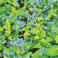 Kaukasische vergeet-mij-niet Dianes Gold - Brunnera macrophylla dianes gold - Tuinplanten