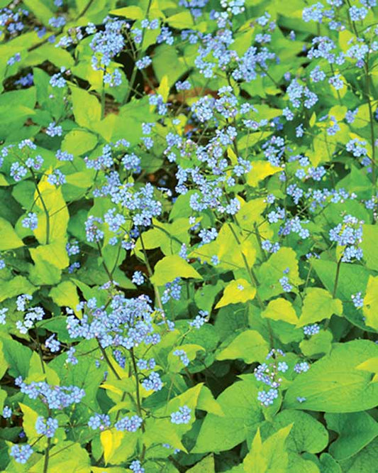 Kaukasische vergeet-mij-niet Dianes Gold - Brunnera macrophylla dianes gold - Tuinplanten