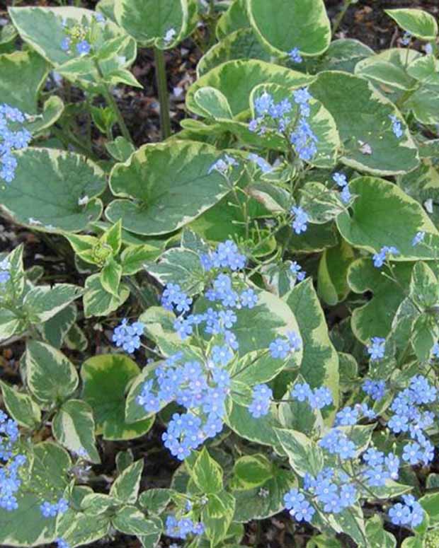 Kaukasische vergeet-mij-niet Hadspen cream - Brunnera macrophylla hadspen cream - Tuinplanten