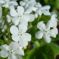 Kaukasische vergeet-mij-niet Marley's White - Brunnera macrophylla marleys white - Tuinplanten