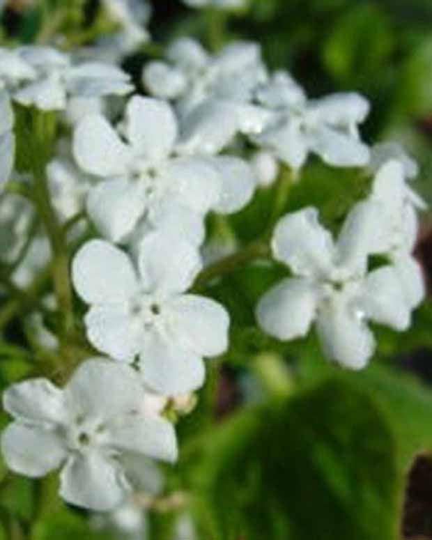 Kaukasische vergeet-mij-niet Marley's White - Brunnera macrophylla marleys white - Tuinplanten