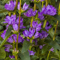 Klokjesbloem Freya - Campanula glomerata freya - Tuinplanten